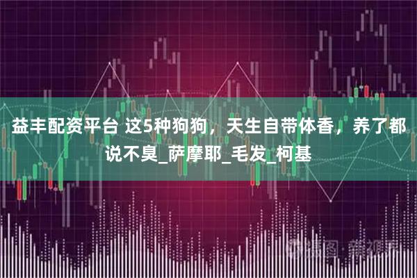 益丰配资平台 这5种狗狗，天生自带体香，养了都说不臭_萨摩耶_毛发_柯基